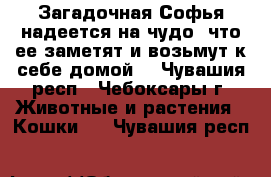 Загадочная Софья надеется на чудо, что ее заметят и возьмут к себе домой. - Чувашия респ., Чебоксары г. Животные и растения » Кошки   . Чувашия респ.